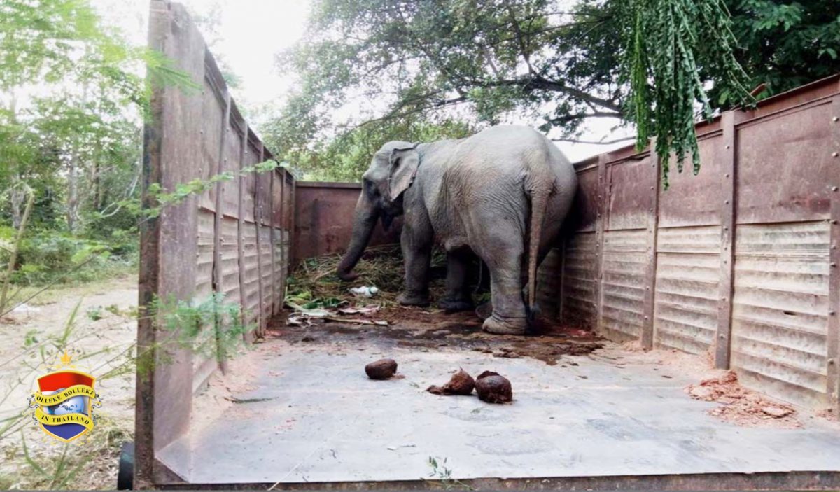 Duo in Centraal-Thailand op heterdaad betrapt bij het smokkelen van een vrouwtjesolifant