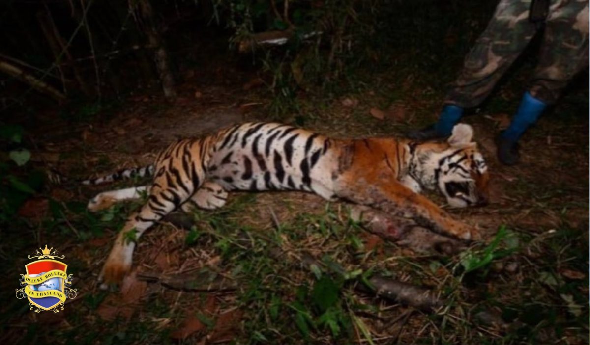 Rangers vonden het kadaver van een tijger in het westen van Thailand 