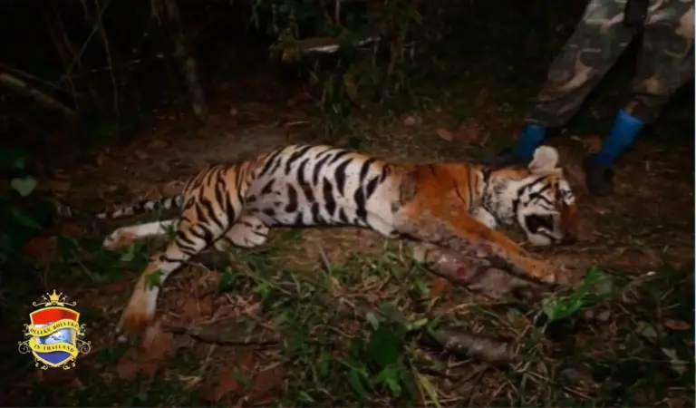 Rangers vonden het kadaver van een tijger in het westen van Thailand&nbsp;