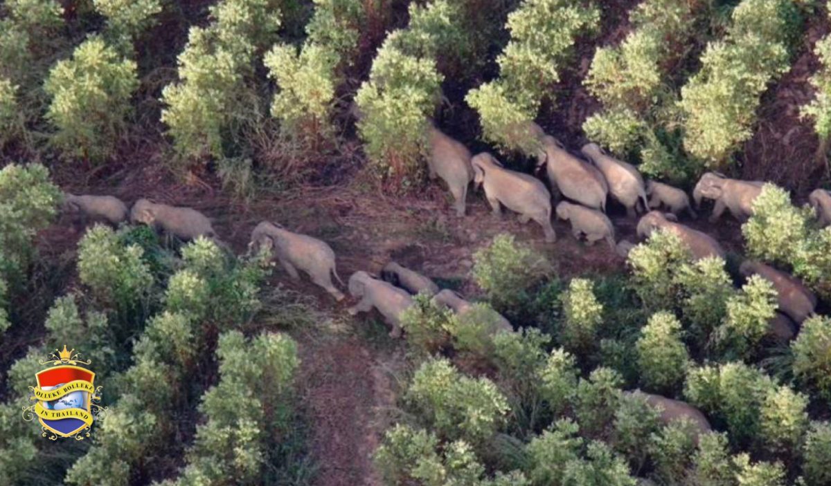 80 wilde olifanten overvallen in Oost-Thailand de plantages van Prachin Buri op zoek naar voedsel