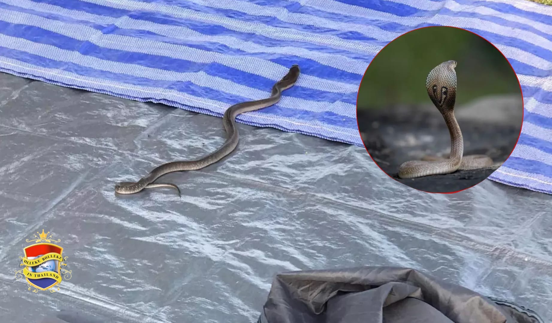 Man in Oost-Thailand brengt de hele nacht door in een tent met een dodelijke cobra aan zijn zijde