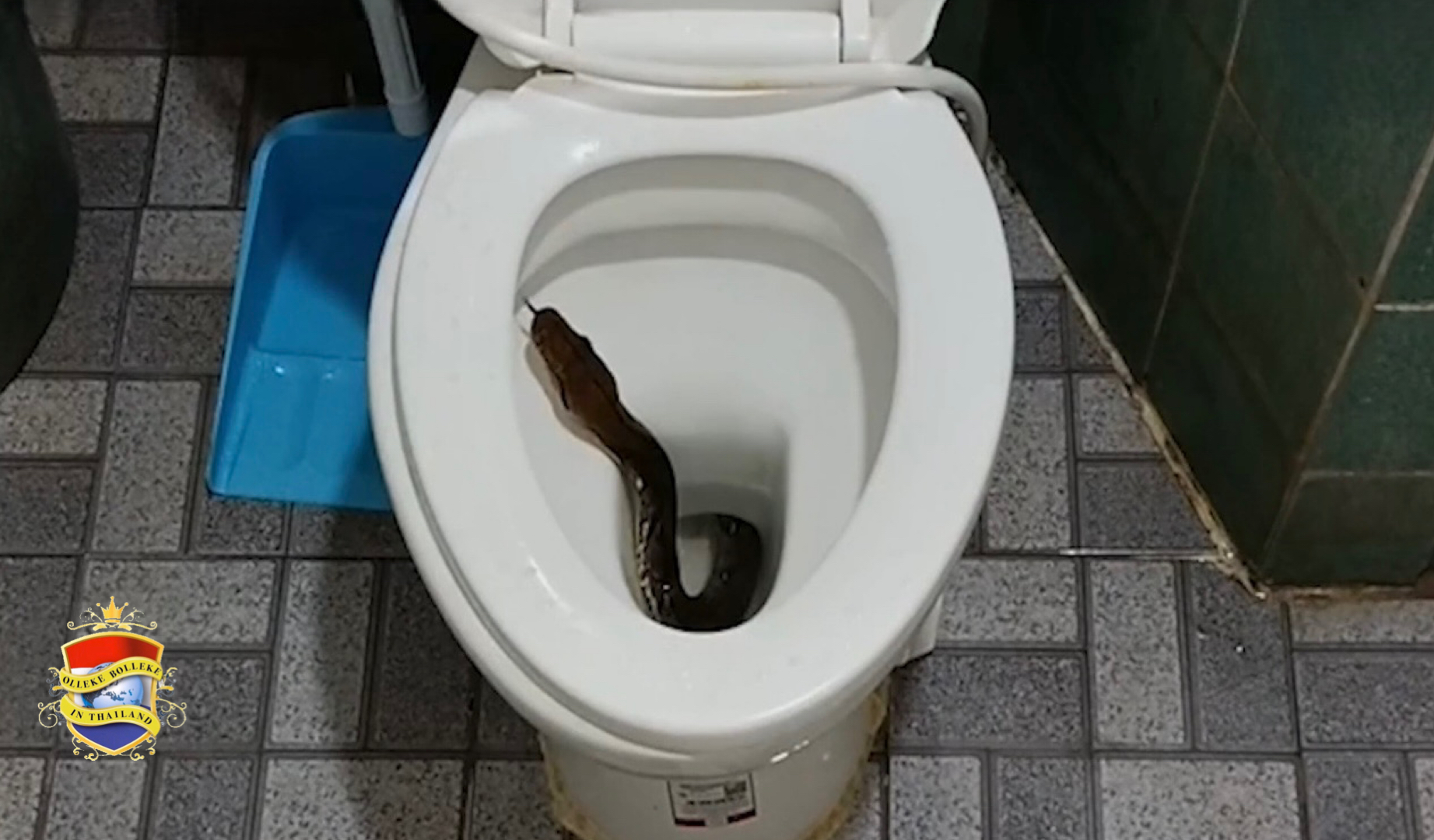 Man in Centraal-Thailand durft zijn wc niet meer te gebruiken nadat hij grote python in zijn huis opmerkte