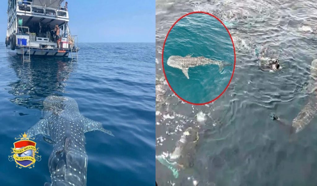 ‘Tamme’ walvishaai zwemt bijna 5 uur met toeristen in het oosten van Thailand