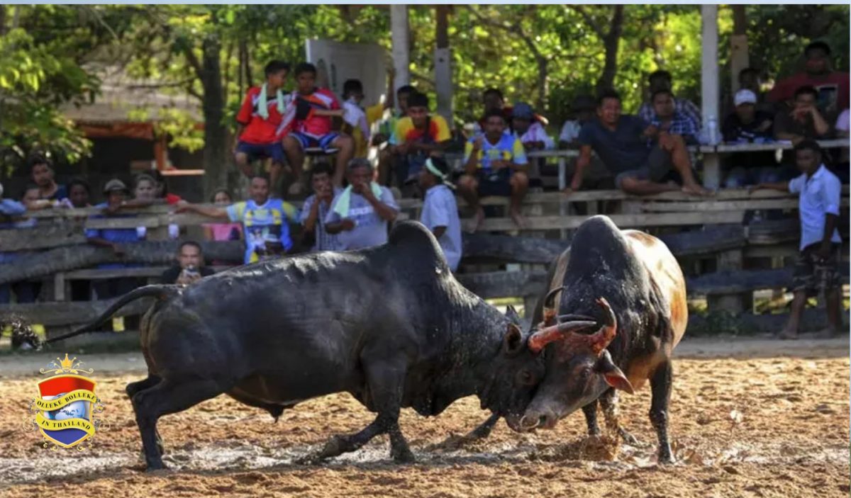 Stierengevechten, hanengevechten en andere dierengevechten na de covid19 pandemie in Thailand weer toegestaan