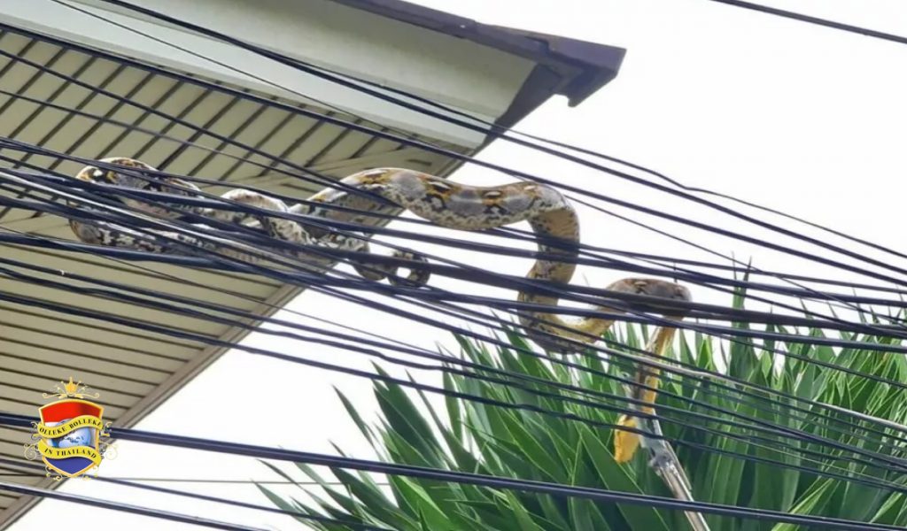 Roedel blaffende honden jagen een 3 meter lange python de stroomkabels van Chonburi in, de lokale loterijspelers verwachten nu hoge geldprijzen in de wacht te slepen 