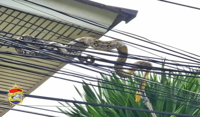 Roedel blaffende honden jagen een 3 meter lange python de stroomkabels van Chonburi in, de lokale loterijspelers verwachten nu hoge geldprijzen in de wacht te slepen 