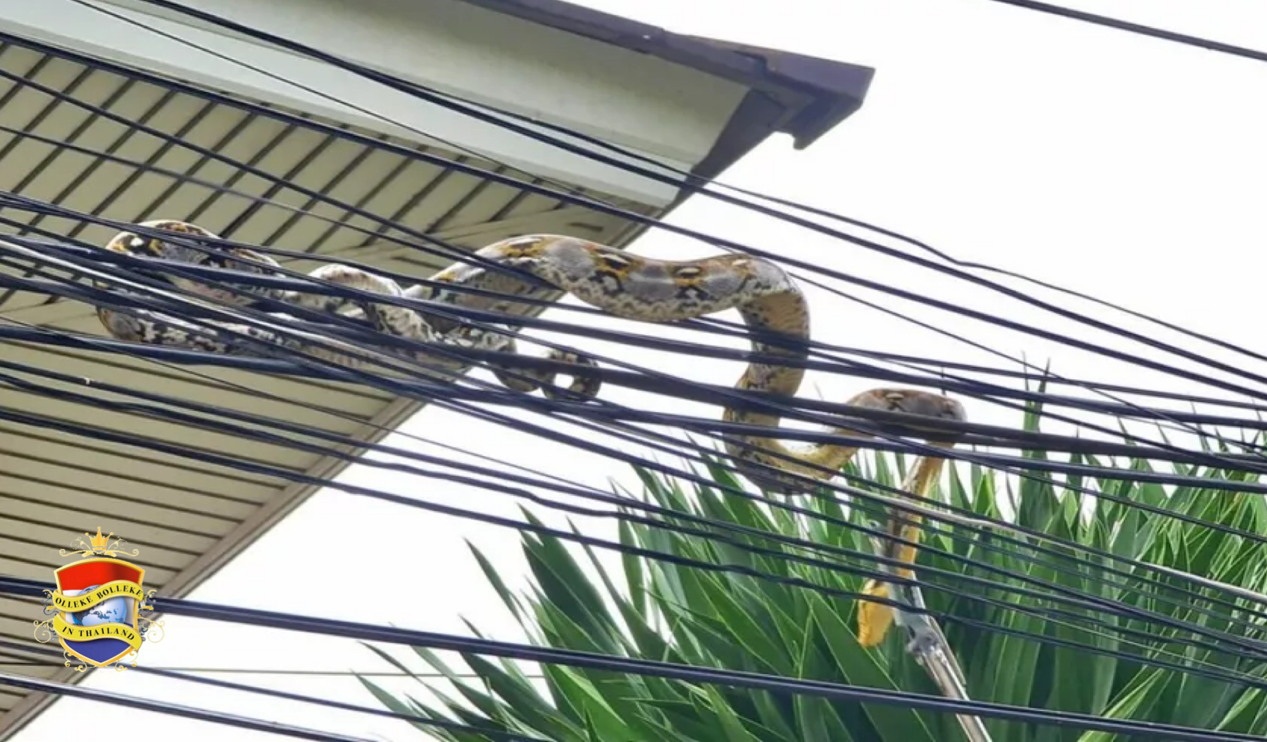 Roedel blaffende honden jagen een 3 meter lange python de stroomkabels van Chonburi in, de lokale loterijspelers verwachten nu hoge geldprijzen in de wacht te slepen