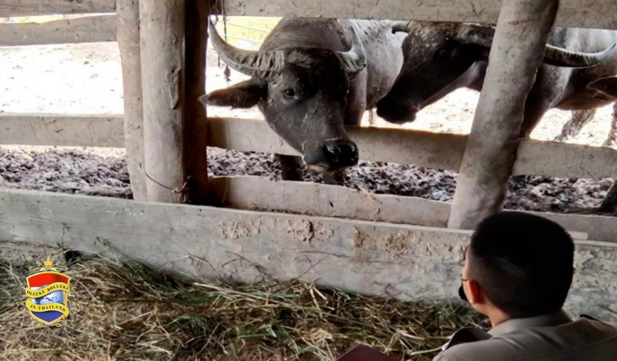 Krolse waterbuffel neemt een boer in het noordoosten van Thailand op de hoorns en doodt hem