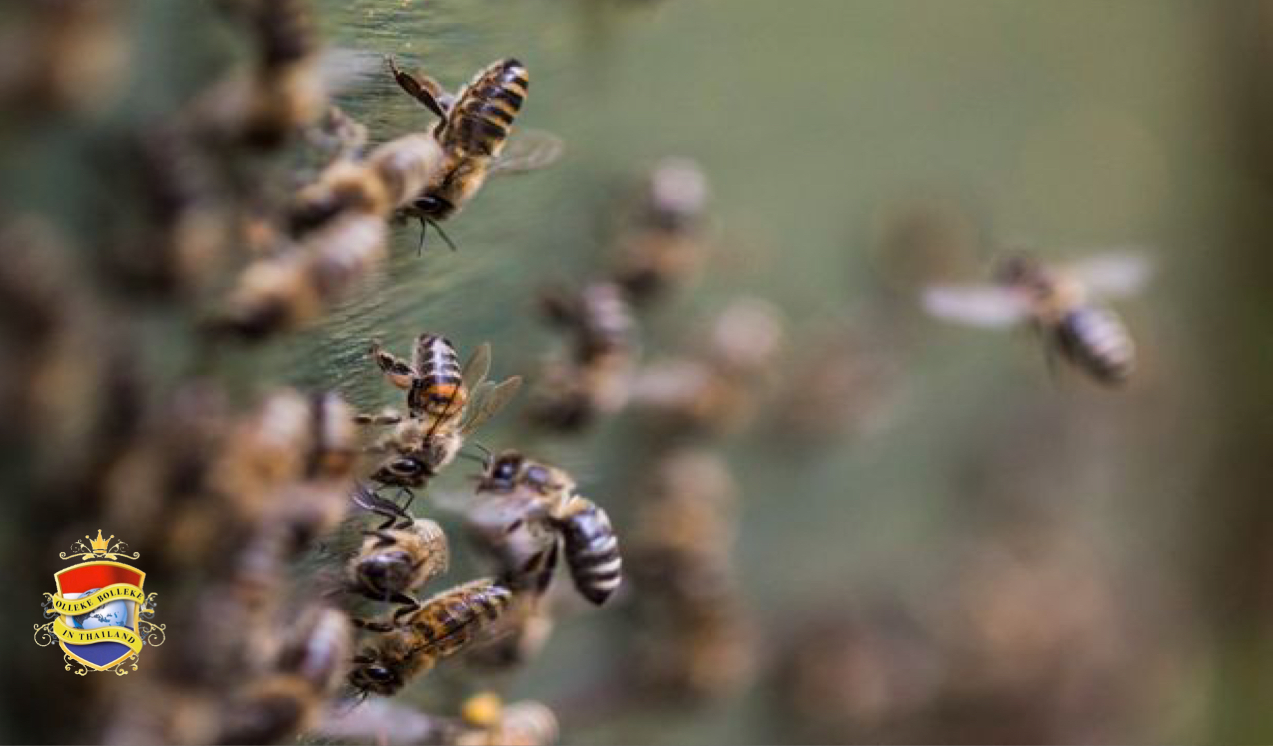 Bejaard echtpaar in Noord-Thailand door een zwerm van meer dan 10.000 wilde bijen aangevallen