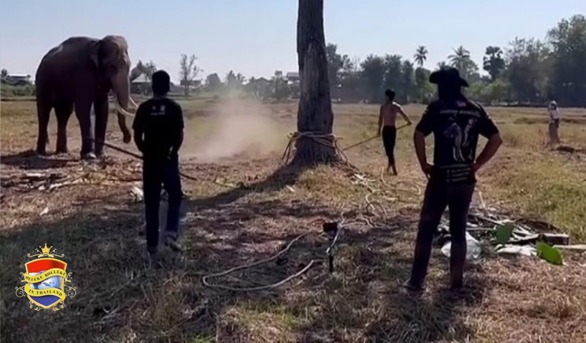 Olifant in Noordoost-Thailand probeert weg te komen maar wordt gruwelijk mishandelt 
