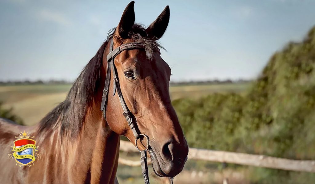 Thailand is dit jaar officieel vrij van Afrikaanse paardenziekte