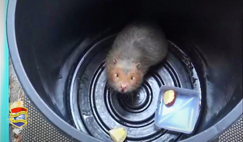 Eigenaresse van een koffiehuis in Chonburi zoekt eigenaar van een gevonden Bamboo Rat