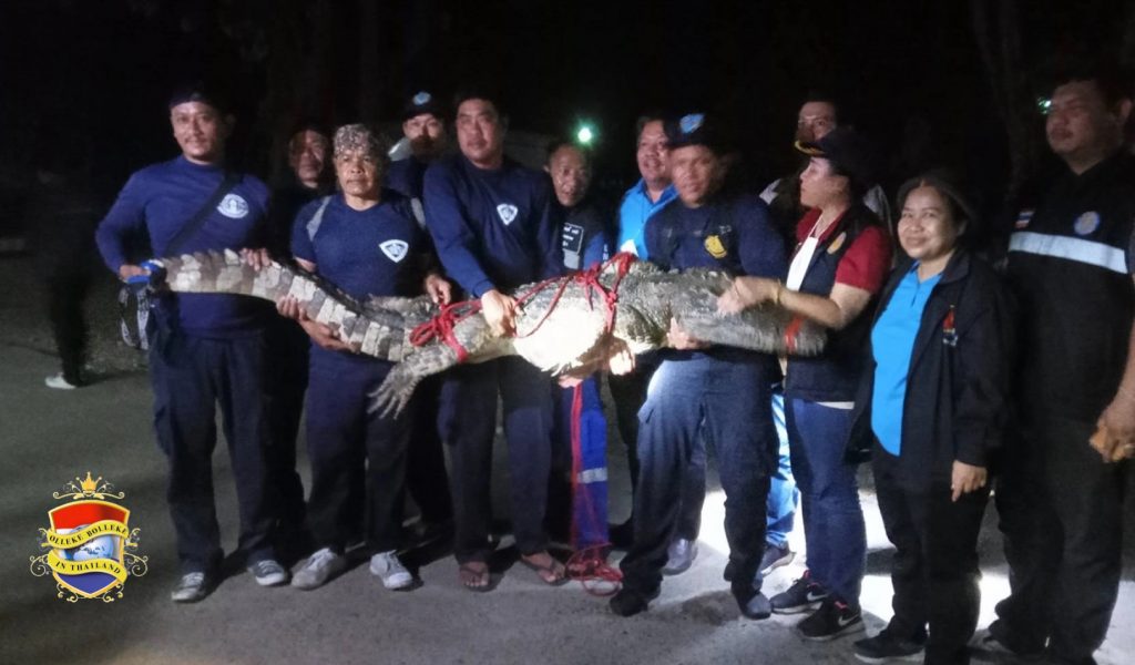 Circuskrokodil na 5 dagen vrijheid in Noord-Thailand geharpoeneerd