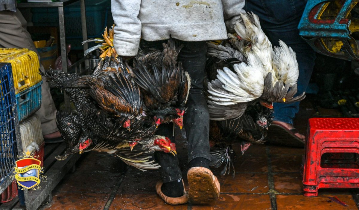 Dodelijk slachtoffer als gevolg van vogelgriep in Cambodja leidt tot waarschuwingen in Thailand