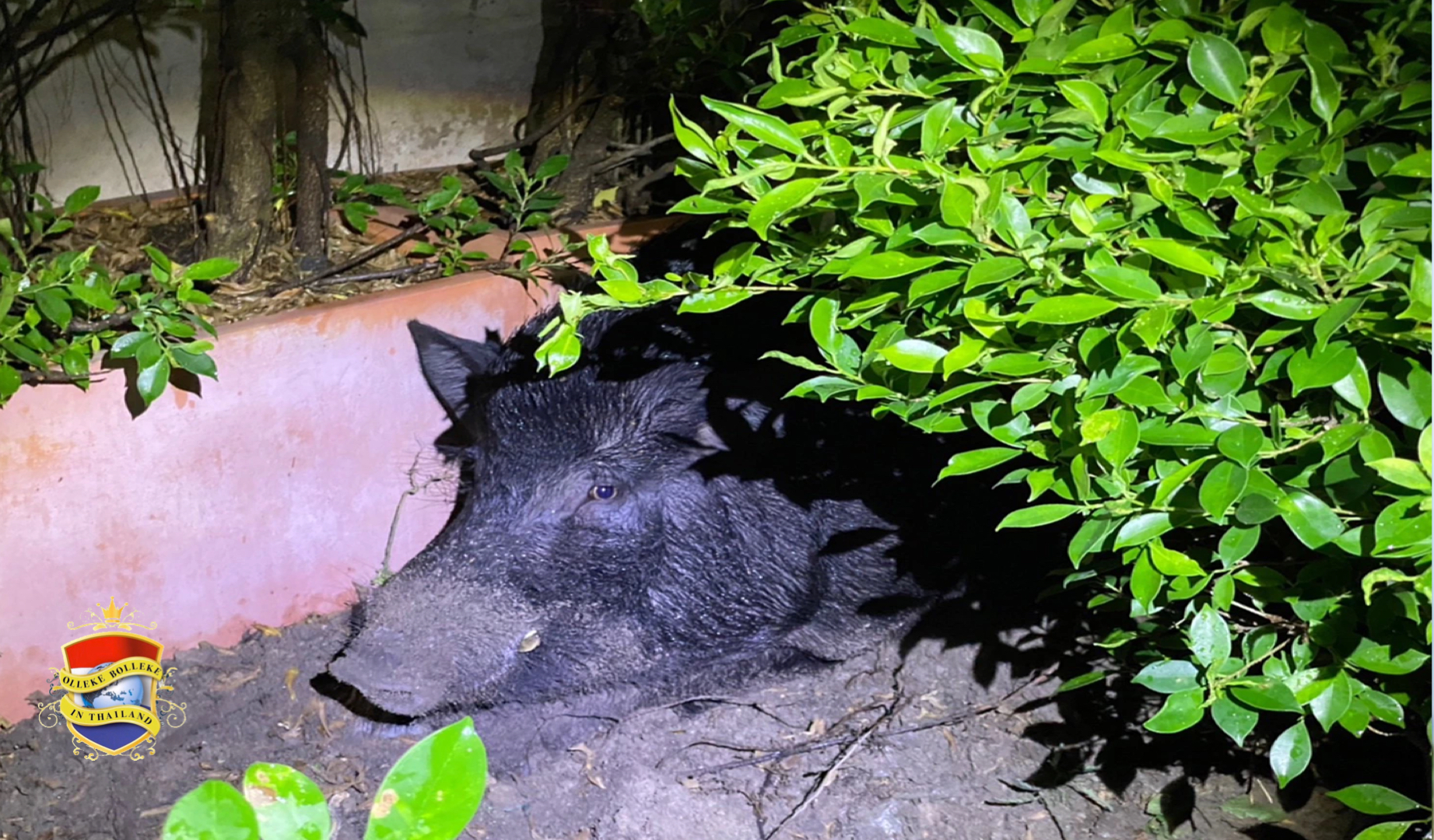 300 kilo zwaar wild zwijn terroriseert Oost Pattaya, de lokale bevolking is bang voor hun kroost