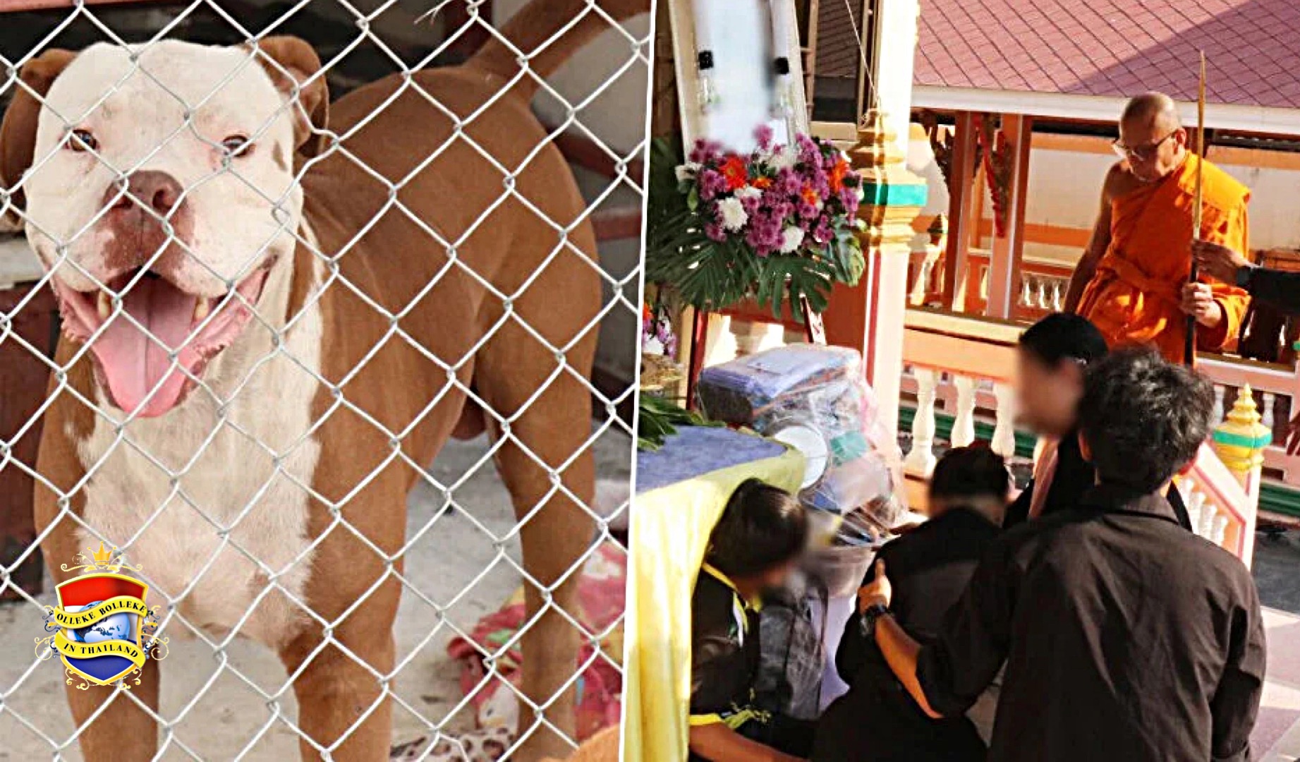 Man in Noordoost-Thailand offert zichzelf op om zijn moeder van een woeste pitbullaanval te redden