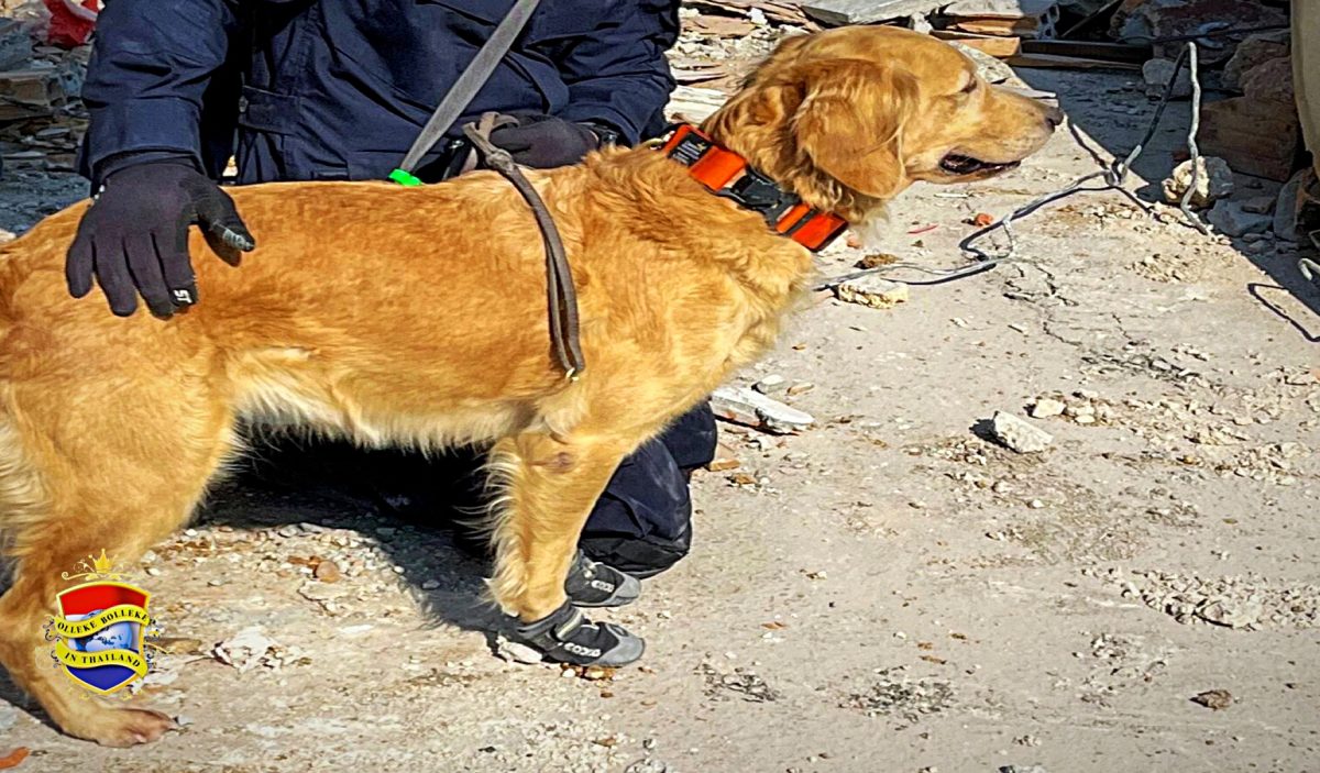 Thailand’s K9-honden dragen veiligheidslaarsjes om te zoeken naar slachtoffers van de aardbeving in Turkije