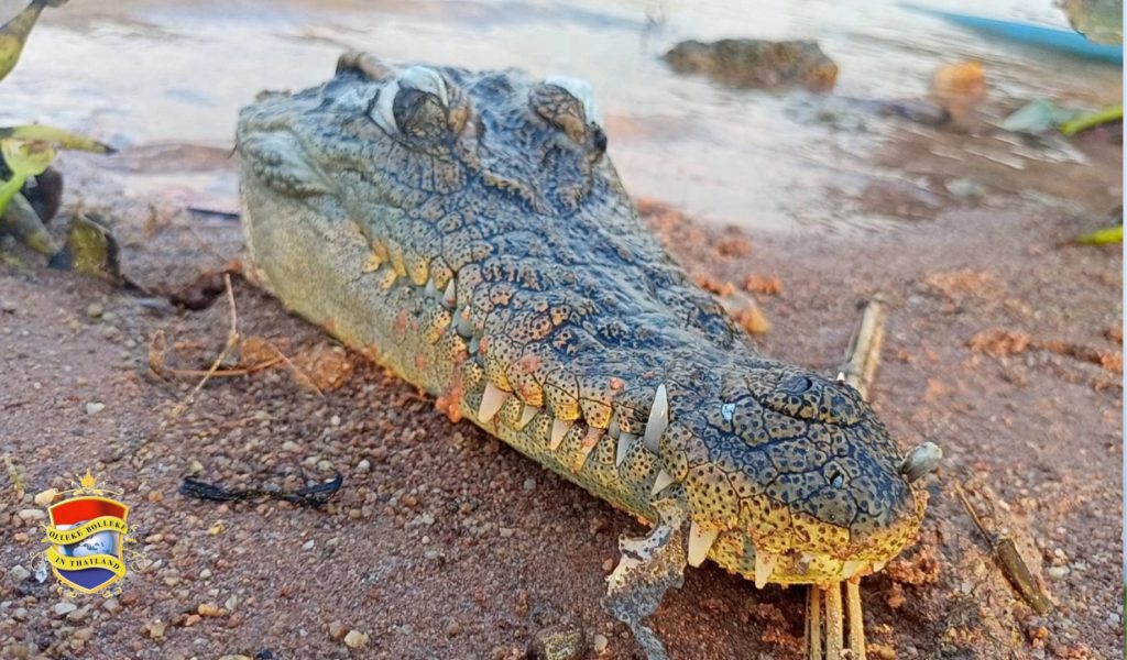 Afgehakte krokodillenkop duikt op in de buurt van Pattaya