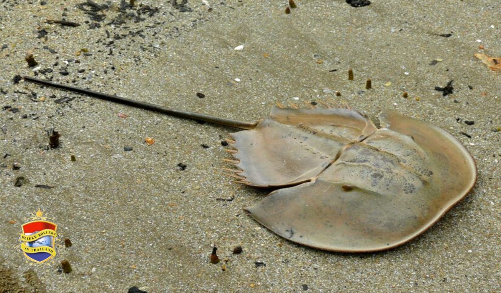Gezondheidsautoriteit Thailand dringt aan op voorzichtigheid nadat 2 mensen na het eten van hoefijzer-krab kwamen te overlijden