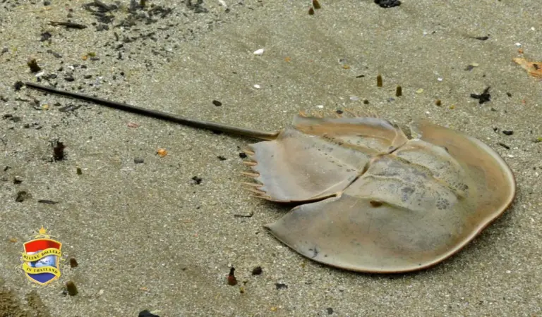 Gezondheidsautoriteit Thailand dringt aan op voorzichtigheid nadat 2 mensen na het eten van hoefijzer-krab kwamen te overlijden