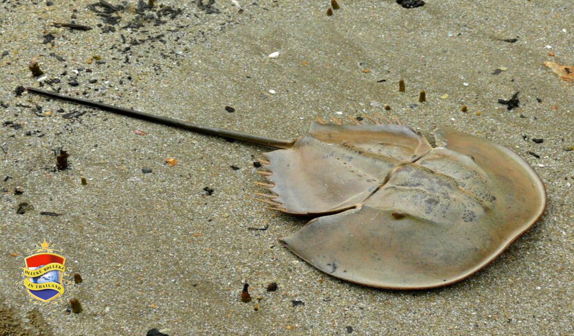 Gezondheidsautoriteit Thailand dringt aan op voorzichtigheid nadat 2 mensen na het eten van hoefijzer-krab kwamen te overlijden