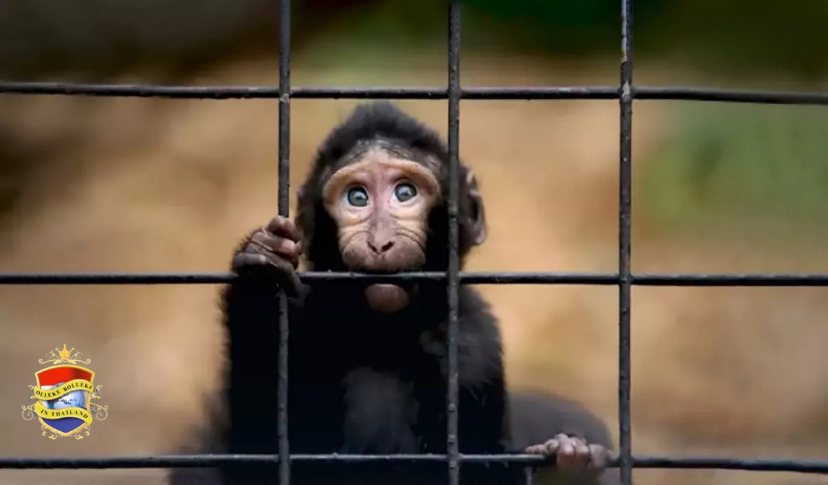 Wie is er bij de verdwijning van Thailand’s vermiste makaken betrokken?: de Chinese geneeskunde of Amerikaanse laboratoria!