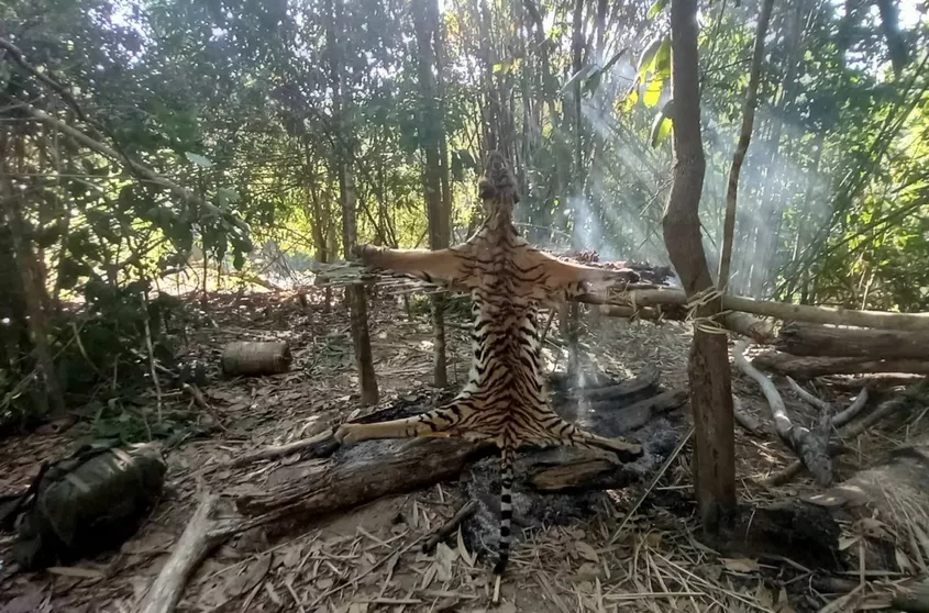 Vijf stropers veroordeeld voor het doden van Bengaalse tijgers in Thailand