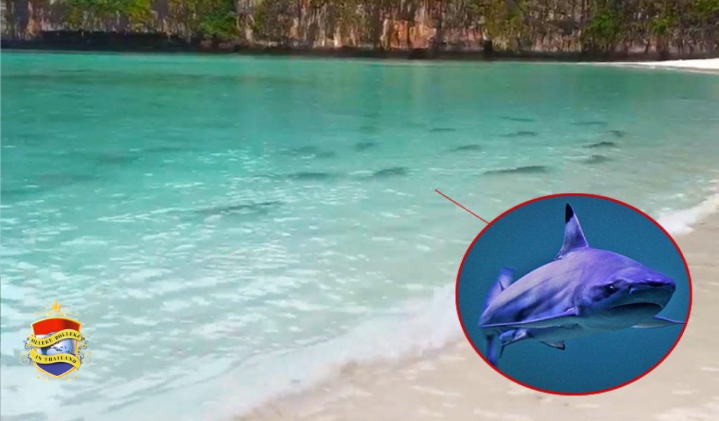 De Zwartpuntrifhaaien keren terug naar maya bay in de andamanse zee voor de westkust van thailand