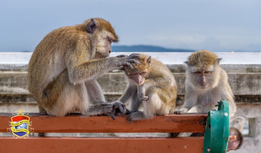 De Resusapen bij een tempel in de Isaan zijn plots spoorloos: zijn ze verhuisd of gevangen?