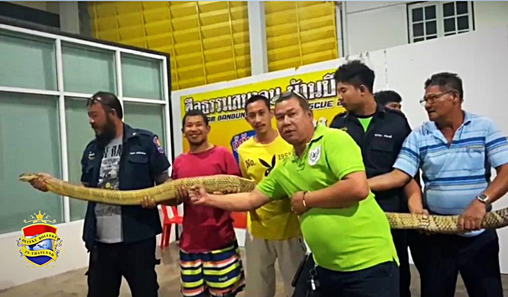 Zeldzame gouden koningscobra in Chonburi gevangen en in de vrije natuur losgelaten