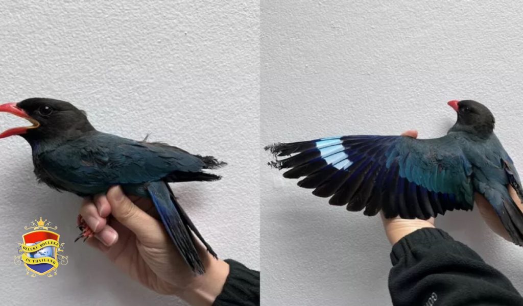 Oosterse dollarvogel valt uit de lucht in Bangkok vanwege vermoedelijke PM2.5-vergiftiging