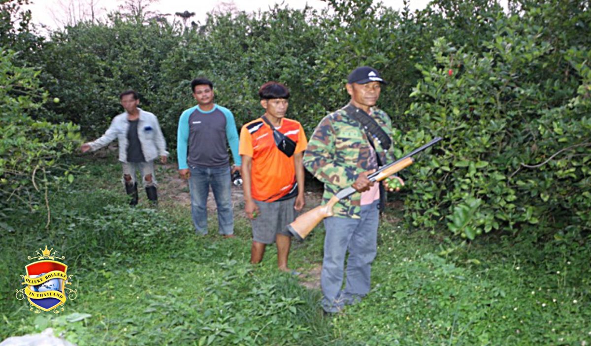 Limoentelers in Thailand vormen een eigen gewapende ploeg om diefstal van hun zure fruit te voorkomen