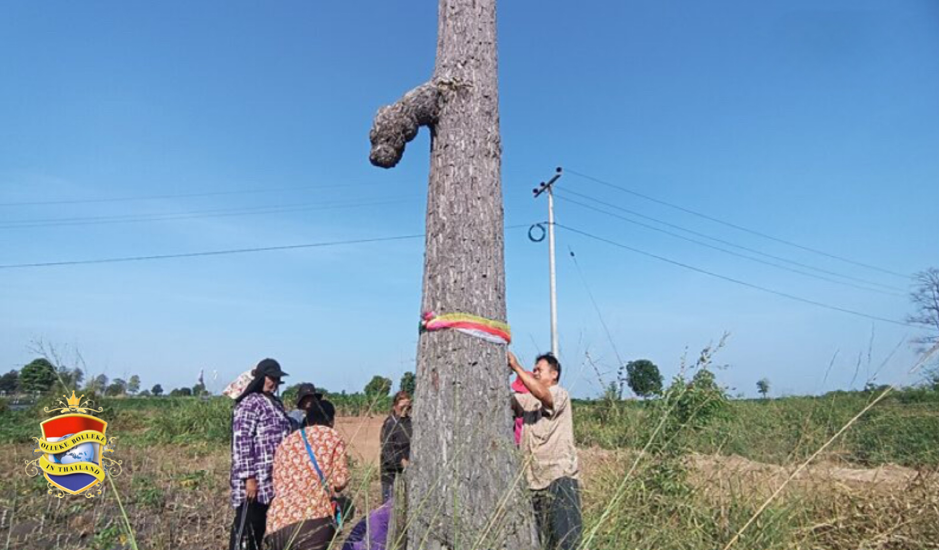 Thaise mensen omarmen fallus uitziende boom in Noordoost-Thailand om lotnummers te vragen