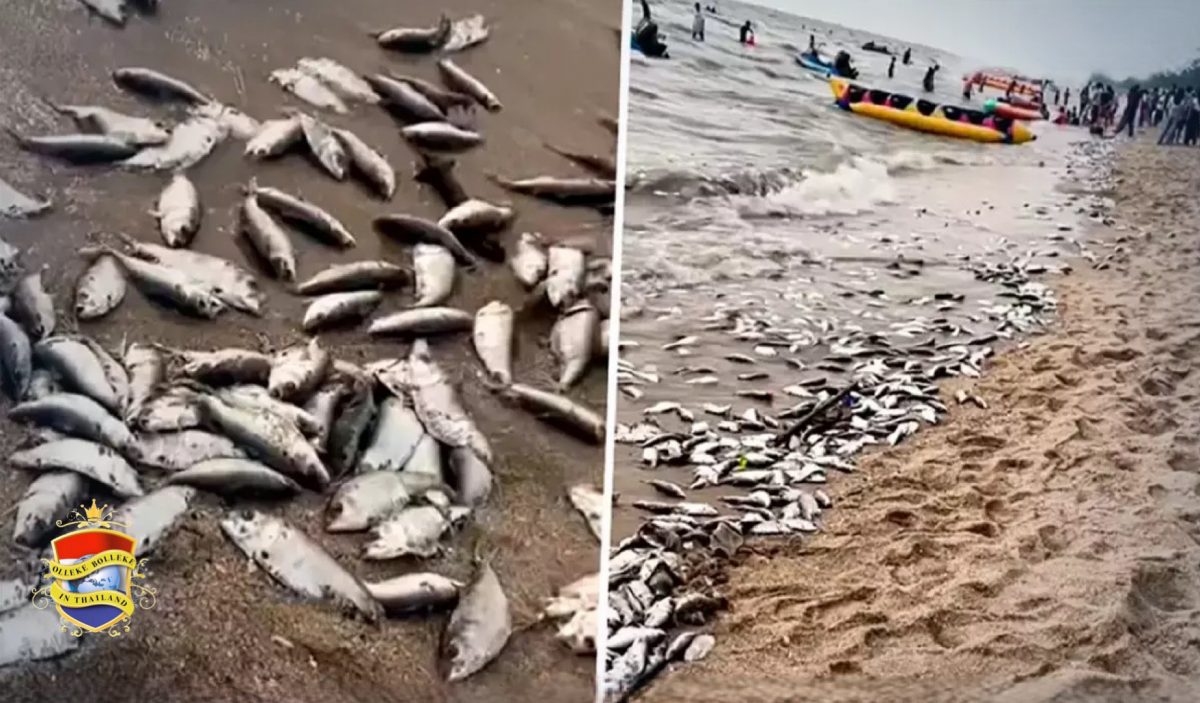 Marine Thailand maakt bekend hoe het mogelijk was dat er 8000 kilo dode vis het strand van Bang Saen vervuilde 