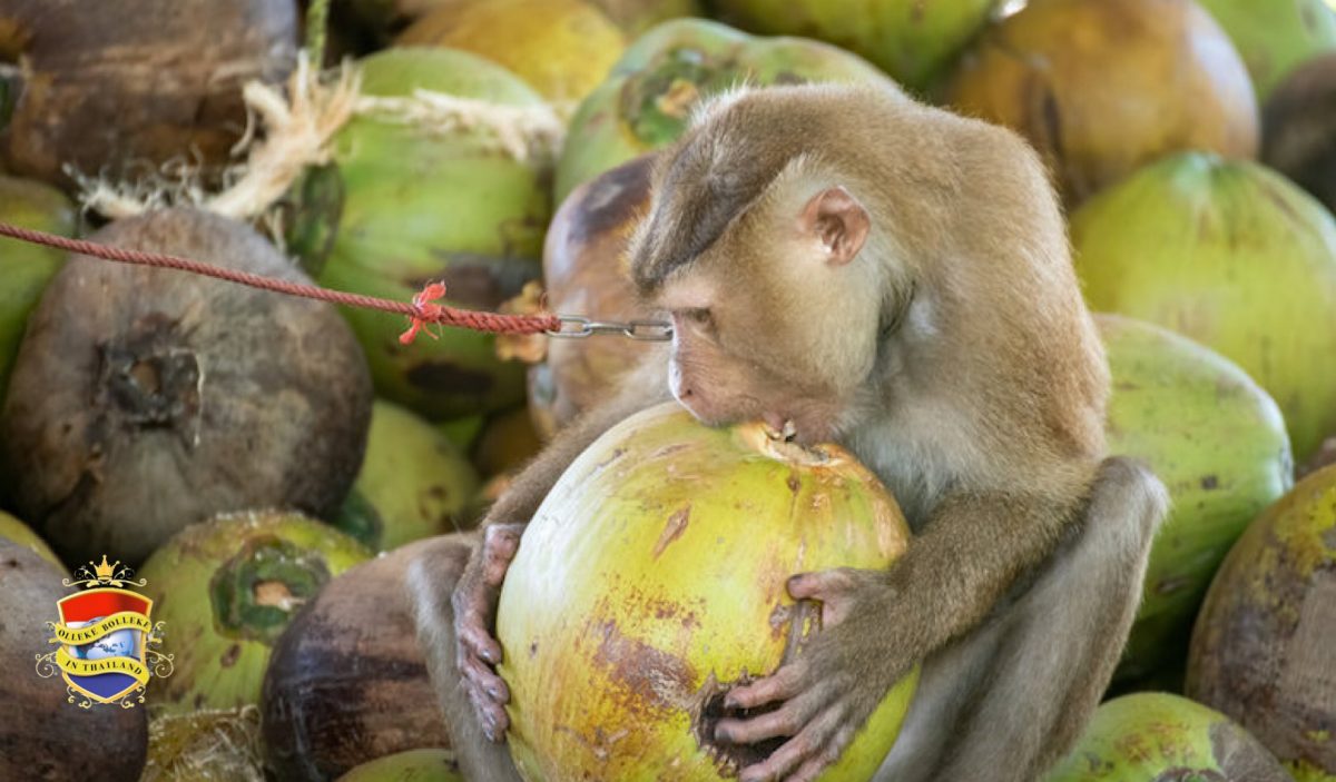 HelloFresh stopt verkoop kokosmelk uit Thailand nadat PETA dwangarbeid van apen blootlegt