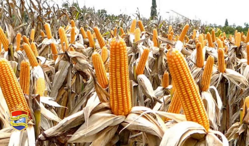 Kabinet wijst bijna 2 miljard baht toe om de maïsboeren in Thailand te ondersteunen