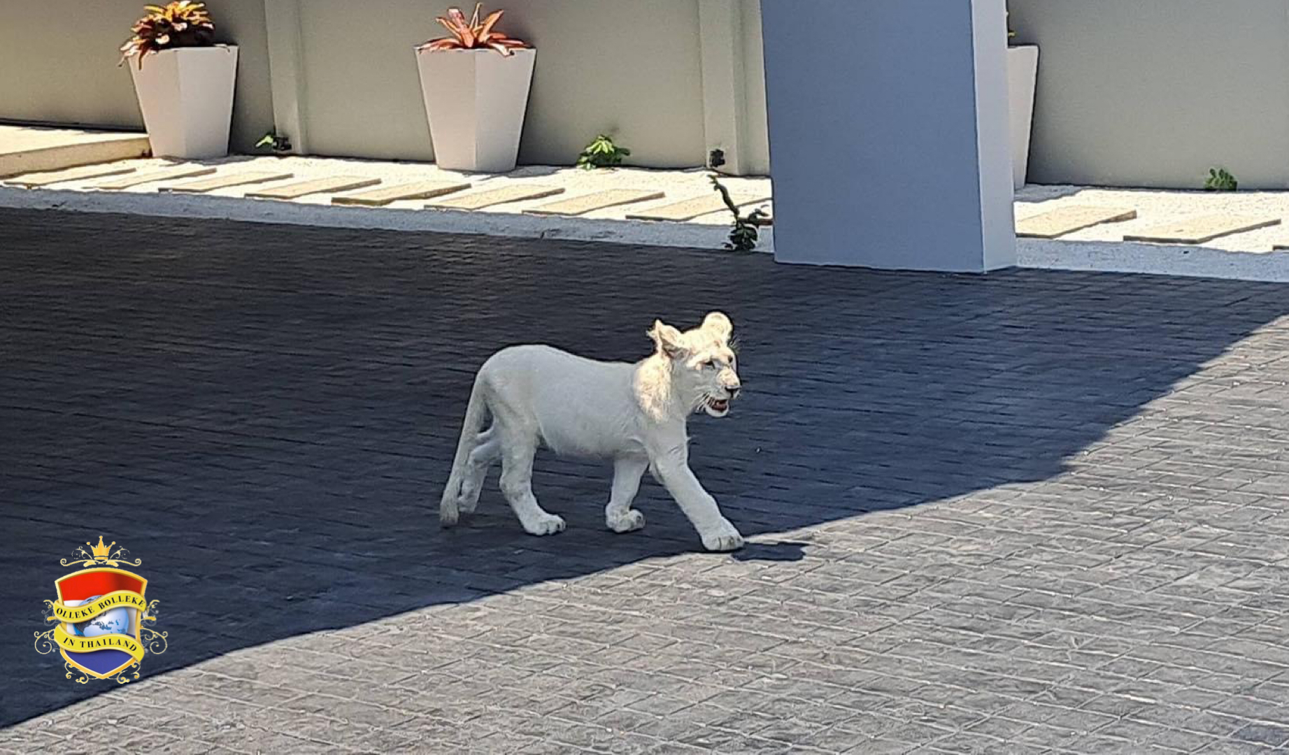 Witte leeuwenwelp weet uit het huis van een Chinese man in Pattaya te ontsnappen