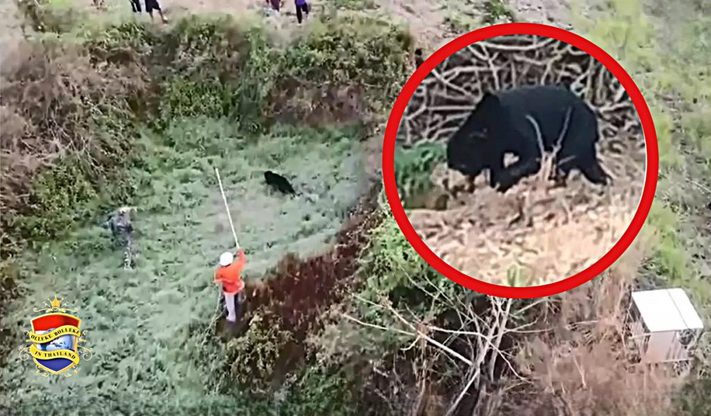 Wilde Zonnebeer nodigt zichzelf uit voor een drankje bij de lokale bevolking van Chaiyaphum in Noordoost-Thailand 