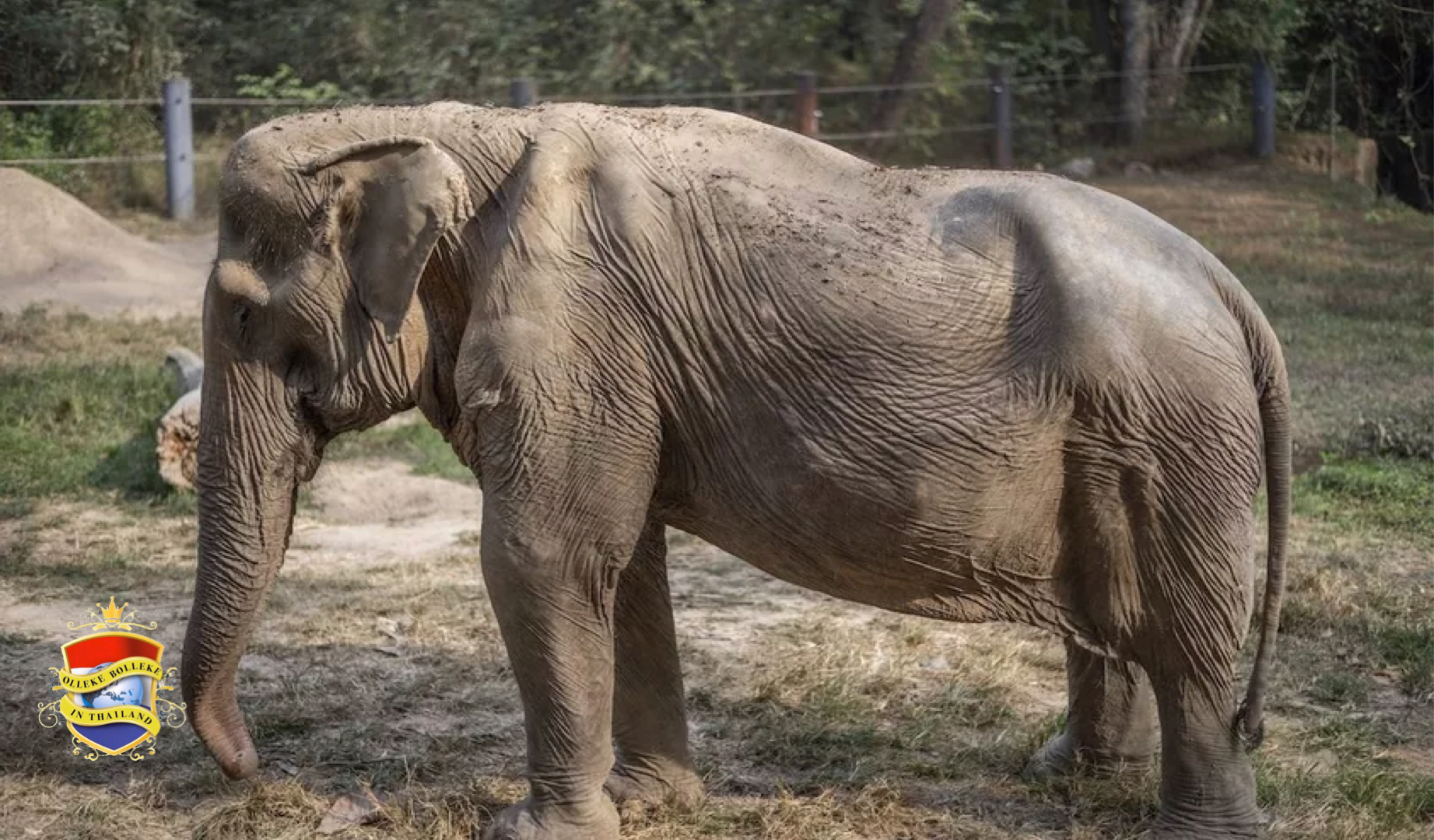 Zo ziet een olifant uit, nadat de dikhuid 25 jaar met toeristen op de rug door Thailand heeft moeten rondzeulen