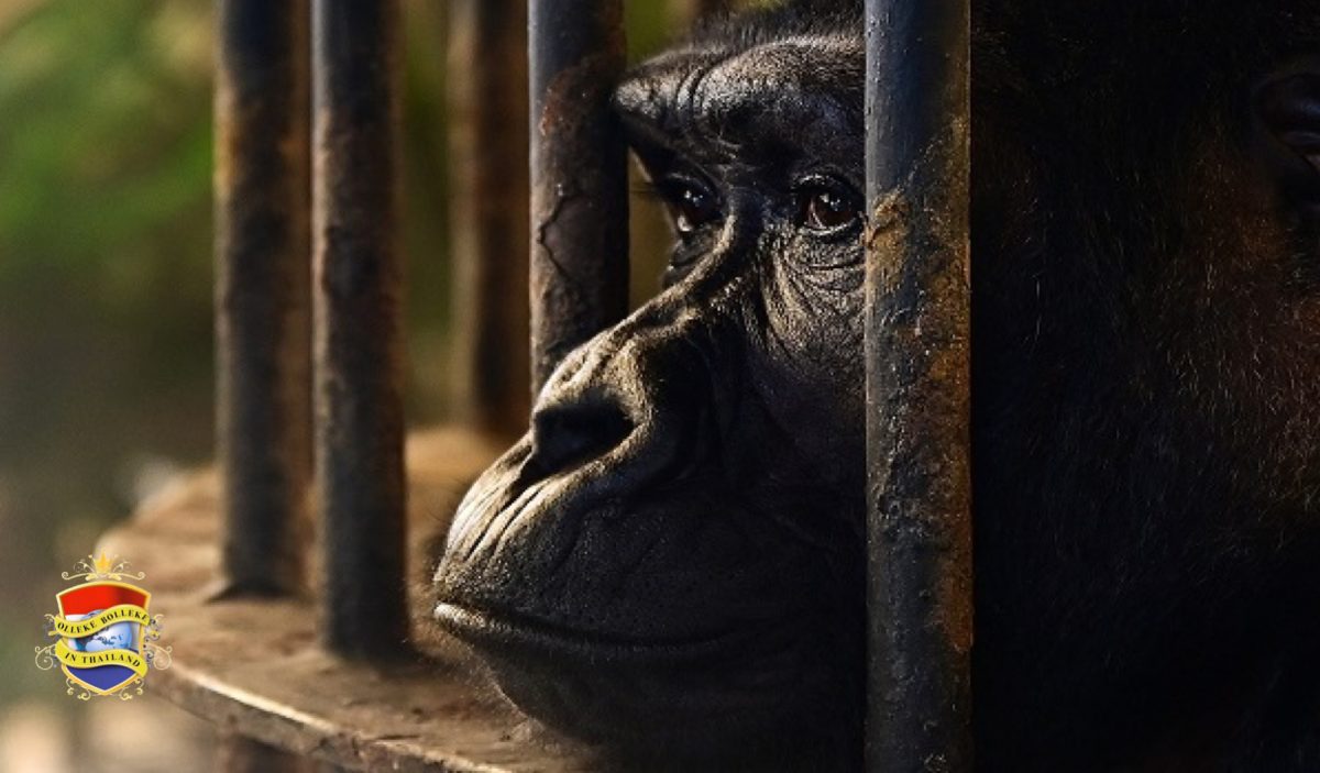 De eenzaamste gorilla verkommert nu al 30 jaar eenzaam in een kooi in een winkelcentrum in Thailand