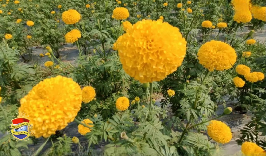 De prijs van goudsbloemen in Thailand stijgt door de grote verkiezingsvraag naar grote hoogte