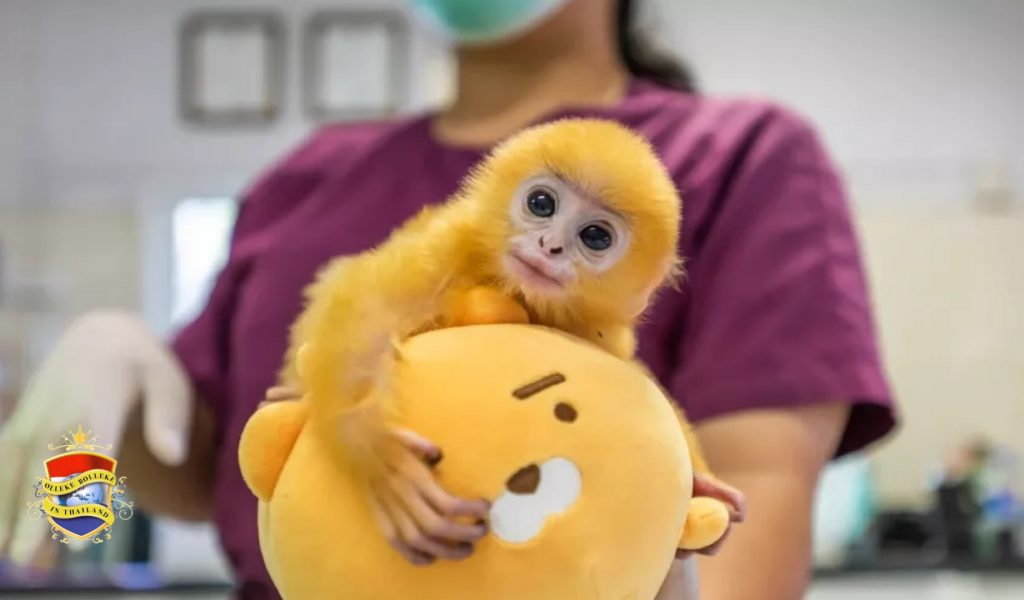 Bedreigde oranje langur-aap in Thailand gered