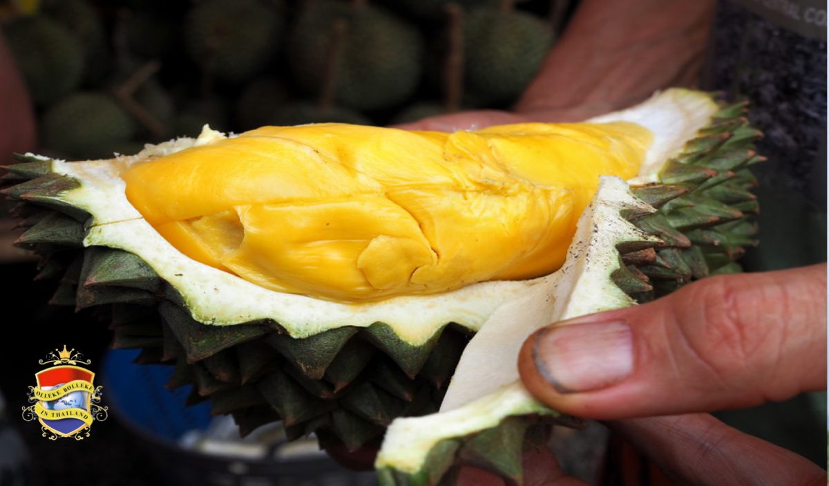 De koning der vruchten, “de Durian” is tijdelijk in Nederland te koop
