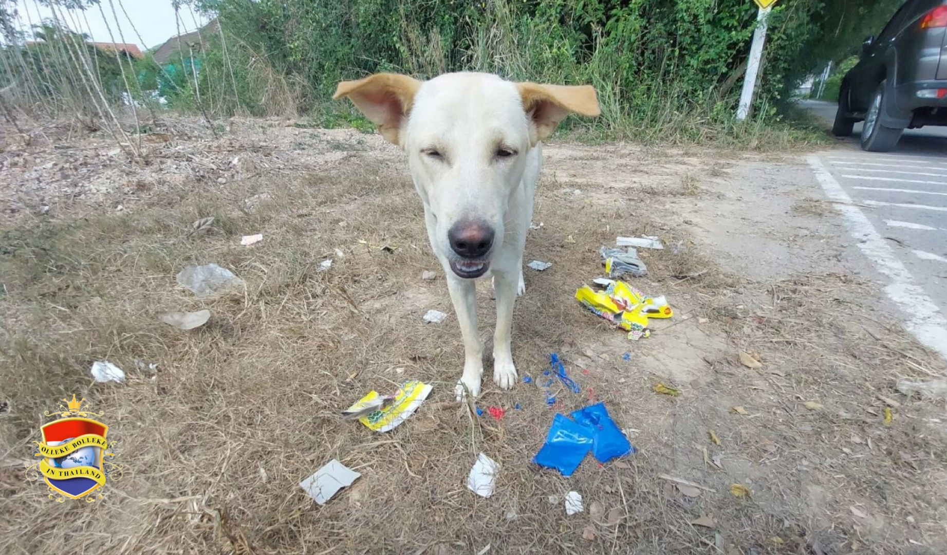 Zwerfhond snuffelt een partij van 1,000 meth-pillen in Sattahip op