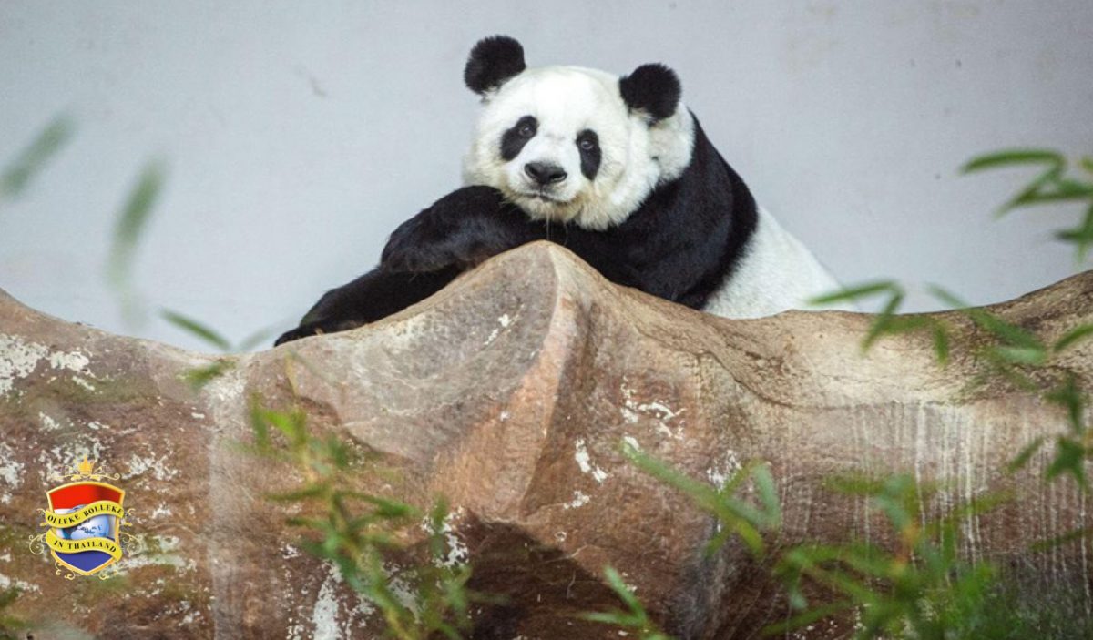 Lin Hui, de beroemde reuzenpanda van Thailand,  in de dierentuin van Chiang Mai overleden 