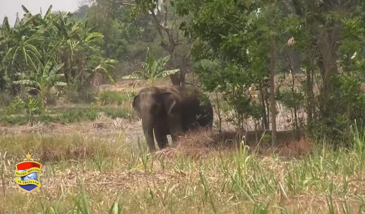 56 jaar oude zwangere olifant stampt in Noordoost-Thailand haar mahout dood