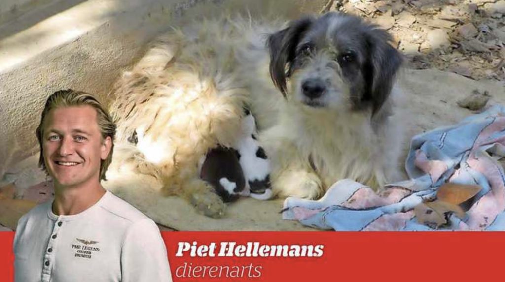 Het gaat iets beter met de Soi dogs in Thailand