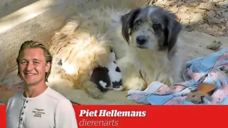 Het gaat iets beter met de Soi dogs in Thailand