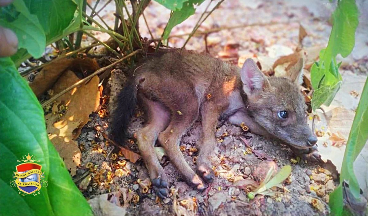 Boswachter weten drie van angst sidderende vossen welpjes de uit bosbrand in Lampang te redden 