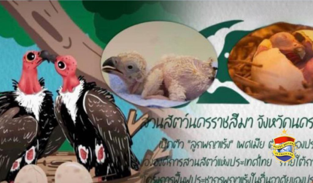 De dierentuin van Korat verblijdt met de geboorte van twee Roodkop-gieren